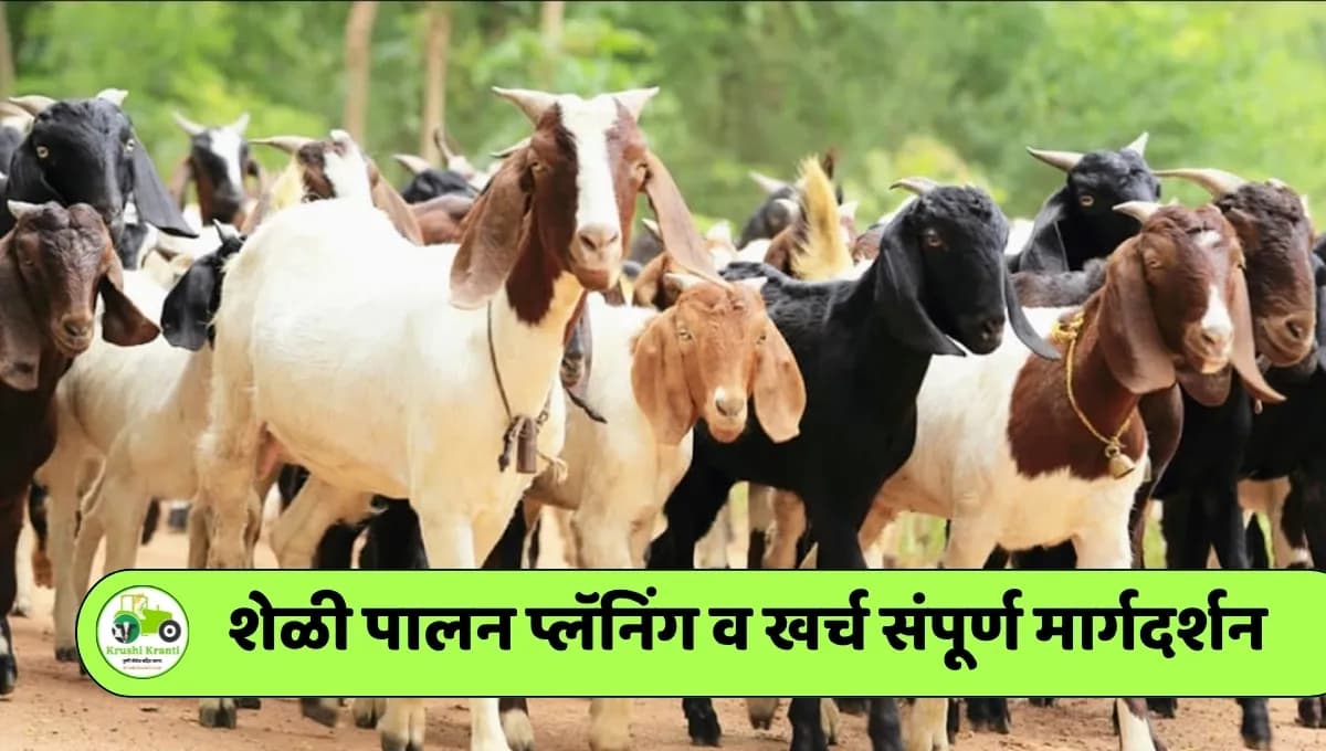 शेळी पालन प्लॅनिंग व खर्च – संपूर्ण मार्गदर्शक