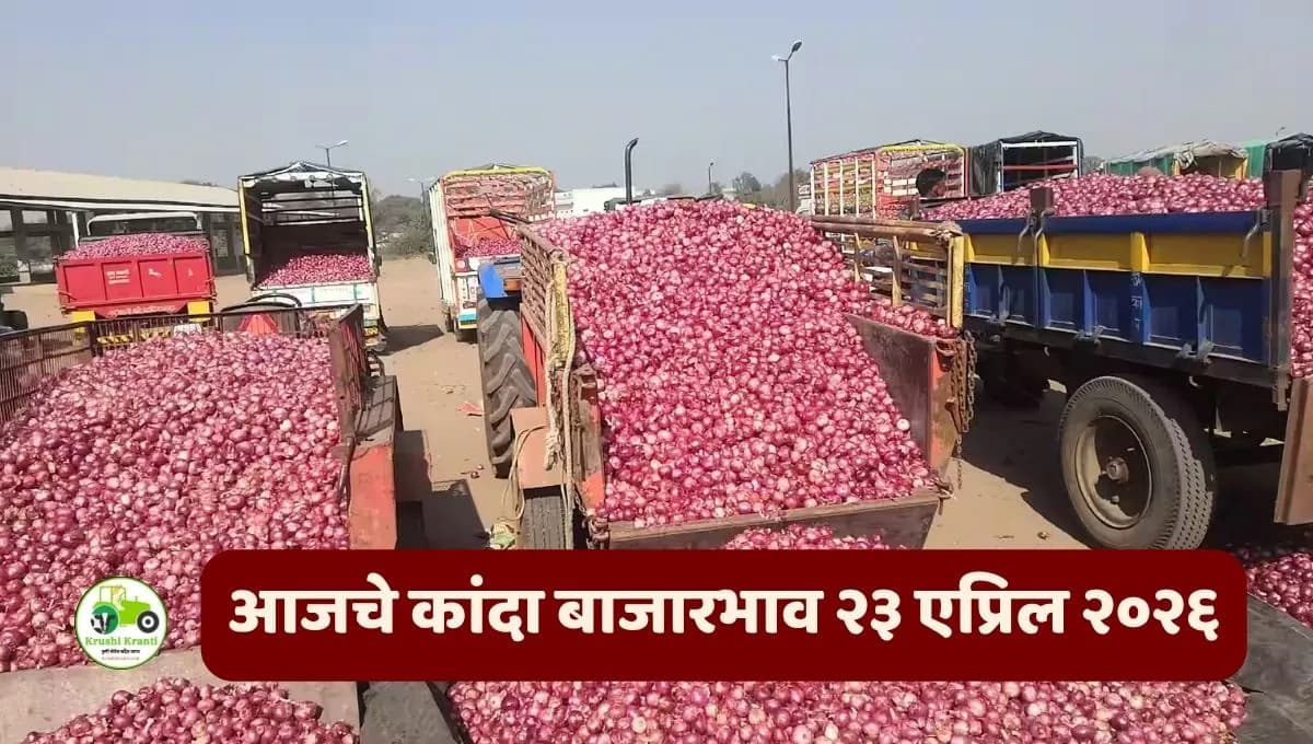कांदा बाजारभाव अपडेट: उन्हाळी कांद्याच्या दरात किंचित सुधारणा; पिंपळगाव बसवंतमध्ये १९०० पार, पहा आजचे ताजे दर
