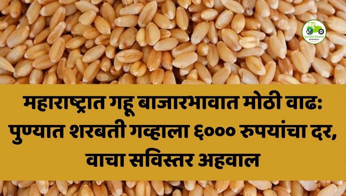महाराष्ट्रात गहू बाजारभावात मोठी वाढ: पुण्यात शरबती गव्हाला ६००० रुपयांचा दर, वाचा सविस्तर अहवाल