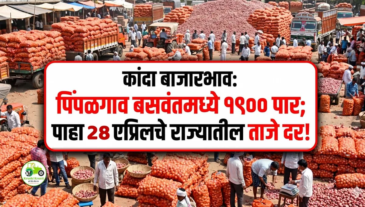 कांदा बाजारभाव: पिंपळगाव बसवंतमध्ये दरात मोठी सुधारणा; पाहा राज्यातील आजचे ताजे दर (२४ एप्रिल २०२६)