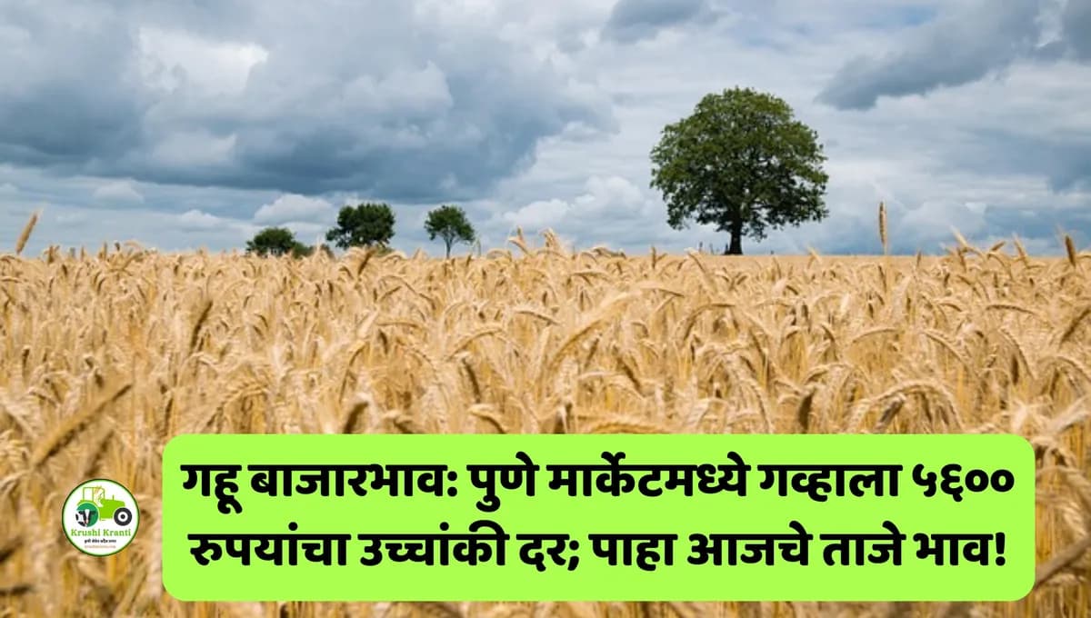 गहू बाजारभाव: पुणे आणि मुंबईत गव्हाला विक्रमी दर; पाहा २४ एप्रिलचे राज्यातील ताजे भाव