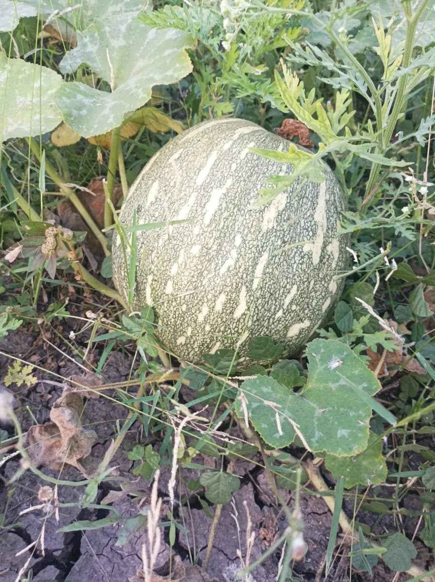 काशिफळ भोपळा (डांगर) विकणे आहे