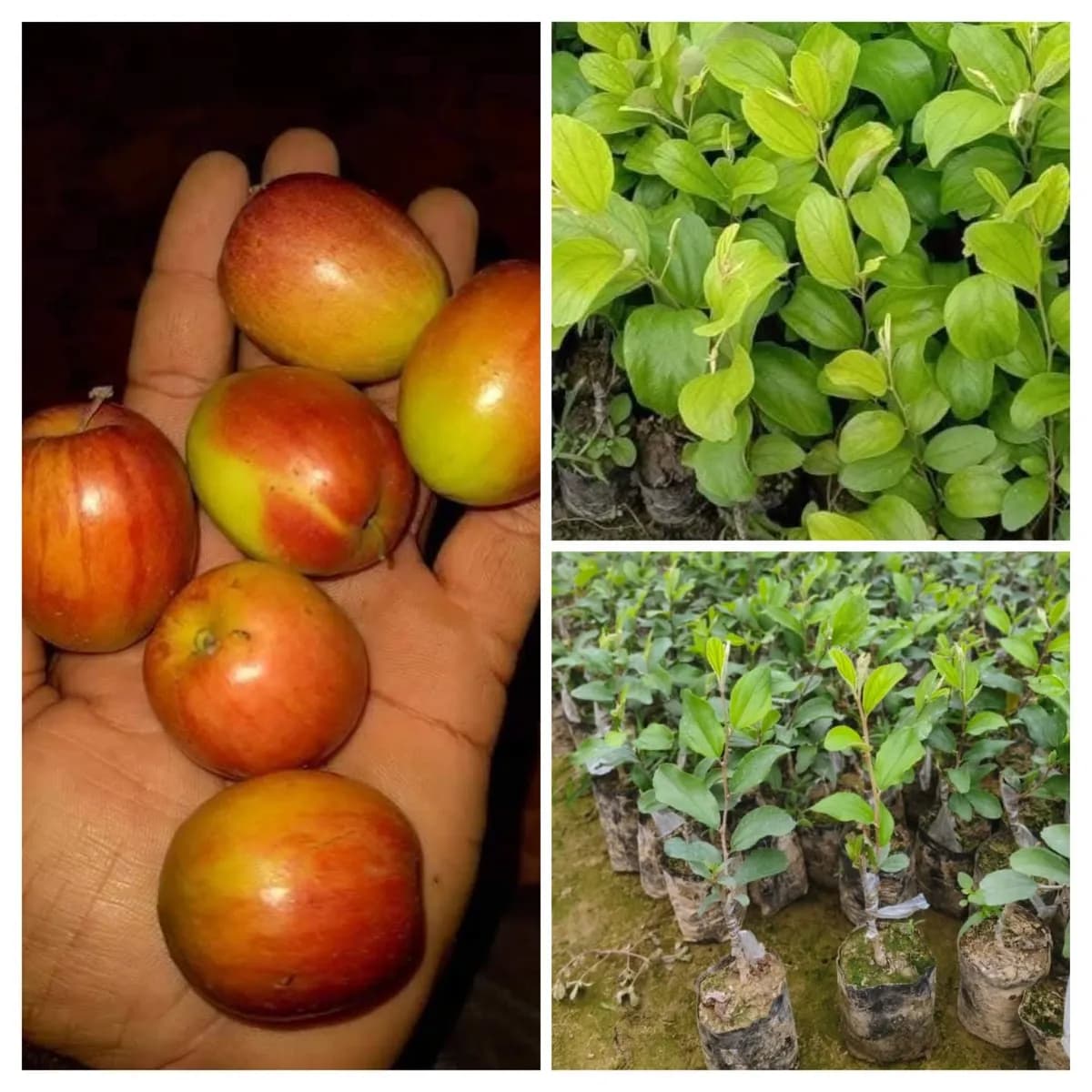 बॉल सुंदरी अँपल बोर & ग्रीन अँपल बोर रोपे उपलब्ध