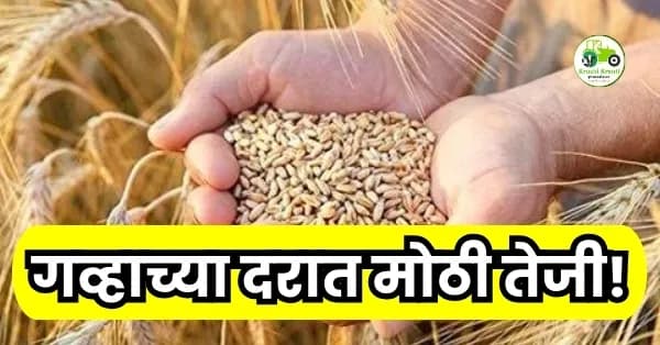 गव्हाच्या दरात मोठी तेजी! पहा आजचे सविस्तर भाव