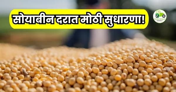 सोयाबीन दरात मोठी सुधारणा! पहा आजचे दर