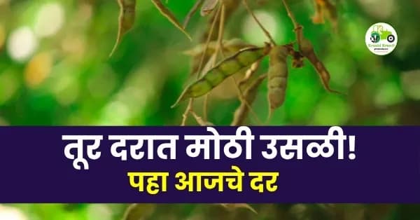 तूर दरात मोठी उसळी! पहा आजचे दर