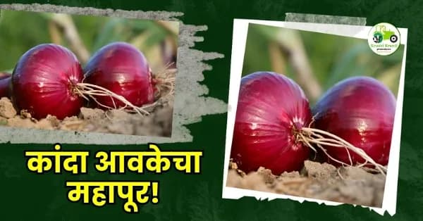 कांदा आवकेचा महापूर! 