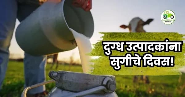 दुग्ध उत्पादकांना सुगीचे दिवस!