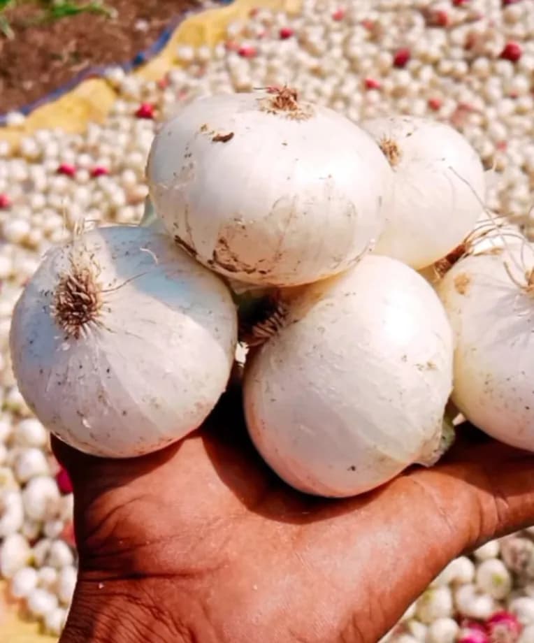 गावरान कांदा विक्रीसाठी उपलब्ध