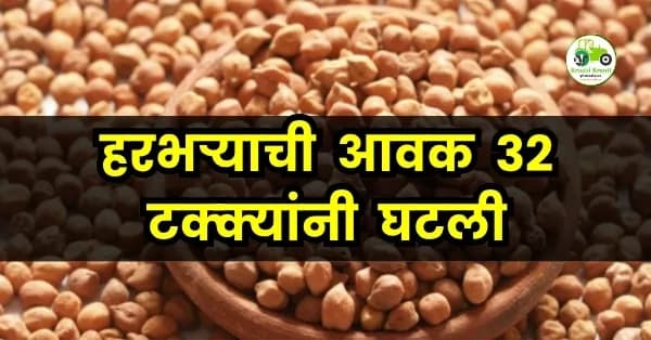 हरभऱ्याची आवक ३२ टक्क्यांनी घटली, तरीही दरात वाढ नाही!