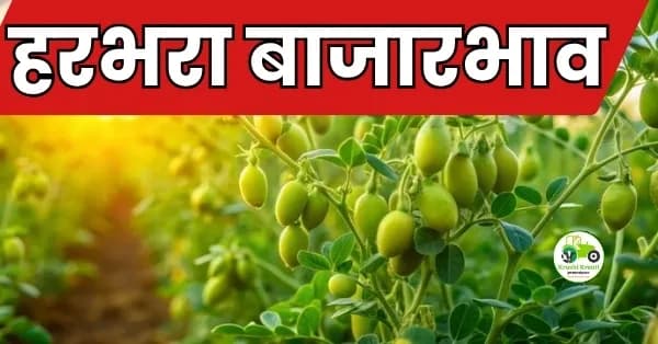 हरभरा बाजारभाव
