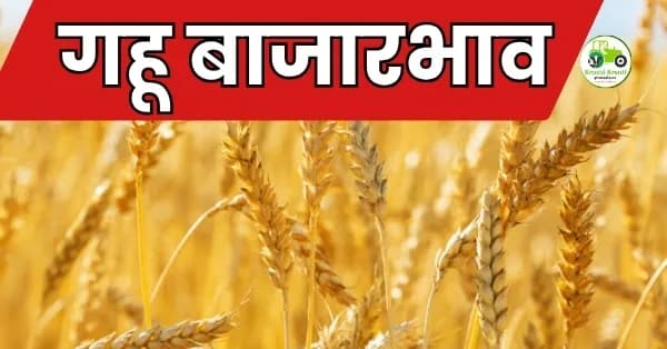 गहू बाजारभाव विश्लेषण