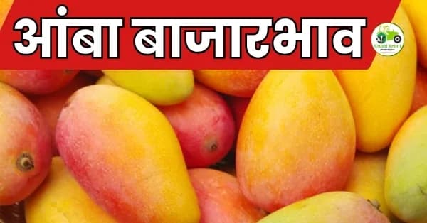 आंबा बाजारभाव अपडेट