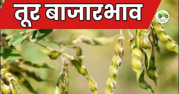 तूर बाजारभाव