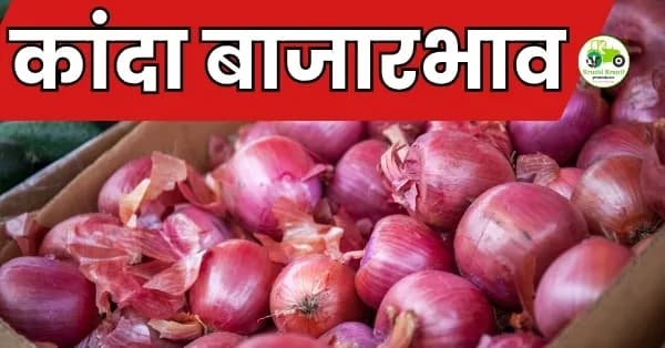 कांदा बाजारभाव