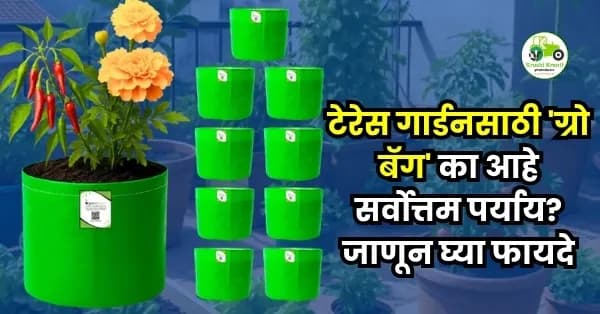 टेरेस गार्डनसाठी 'ग्रो बॅग' का आहे सर्वोत्तम पर्याय? जाणून घ्या फायदे