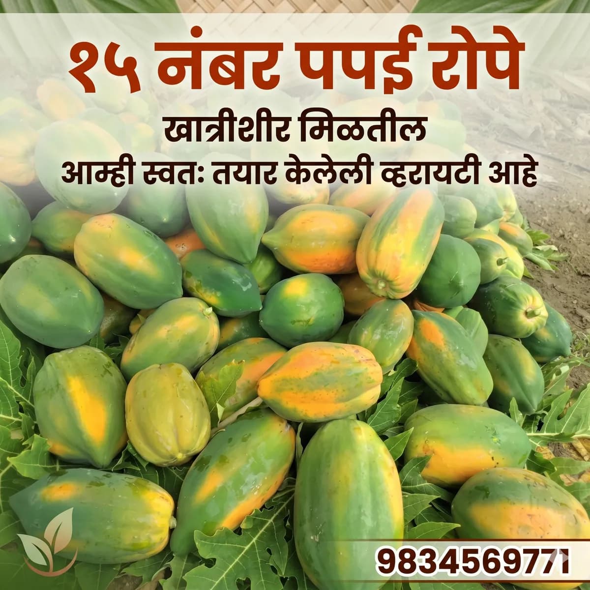 15 नंबर पपई चे रोपे व बियाणे खात्रीशीर मिळतील
