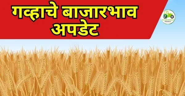 गव्हाचे बाजारभाव अपडेट