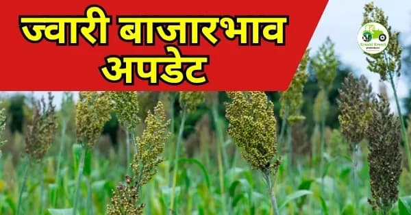 ज्वारी बाजारभाव अपडेट