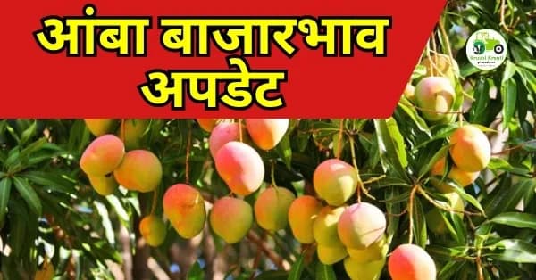 आंबा बाजारभाव अपडेट