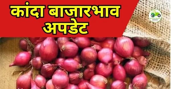 कांदा बाजारभाव अपडेट