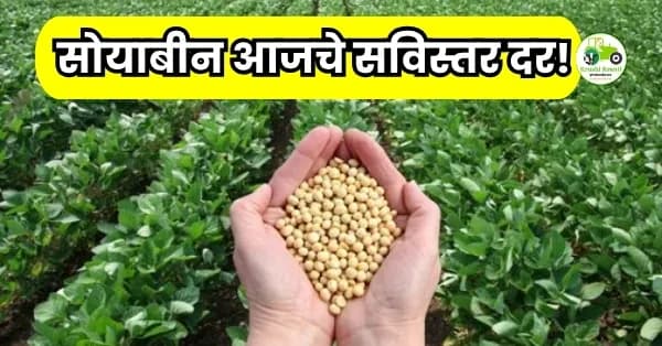  सोयाबीन आजचे सविस्तर दर!