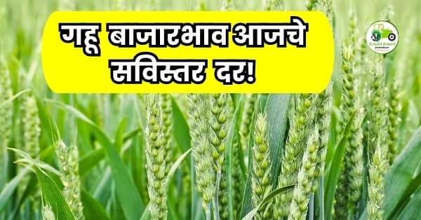 गहू बाजारभाव आजचे सविस्तर दर!
