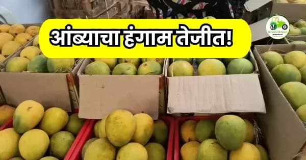 आंब्याचा हंगाम तेजीत! हापूस ४० हजारांवर, तर तोतापुरीलाही मागणी; पहा आजचे सर्व बाजारभाव  
