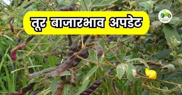 तूर बाजारभाव अपडेट: नागपूर आणि अकोल्यात मोठी आवक; ८ हजारांच्या उंबरठ्यावर तूर, पहा आजचे दर!