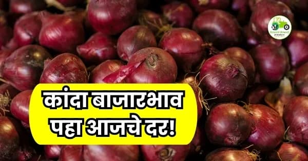 कांदा बाजारभाव अपडेट: पिंपळगाव बसवंतमध्ये उच्चांकी दर; नाशिक पट्ट्यात उन्हाळी कांद्याची मोठी आवक, पहा आजचे दर!