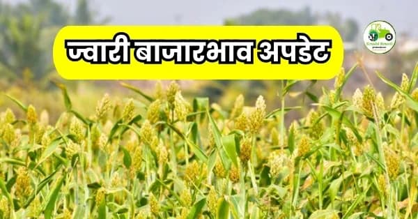 ज्वारी बाजारभाव अपडेट: पुण्यात 'मालदांडी'चा दर ६,५०० वर, तर मुंबईत लोकलला मोठी मागणी; पहा आजचे सविस्तर दर!