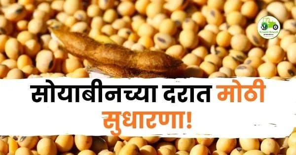 सोयाबीनच्या दरात मोठी सुधारणा!