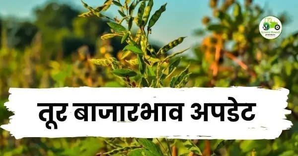 तूर बाजारभाव अपडेट
