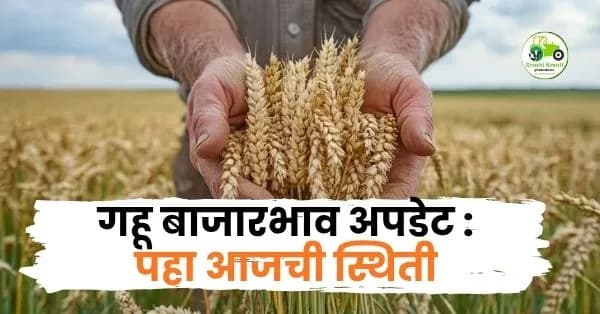 गहू बाजारभाव अपडेट:पहा आजची स्थिती