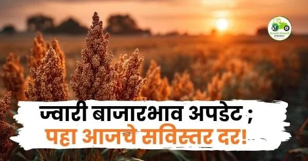 ज्वारी बाजारभाव अपडेट ; पहा आजचे सविस्तर दर!