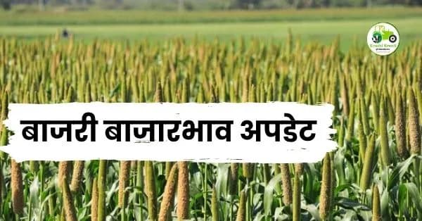 बाजरी बाजारभाव अपडेट