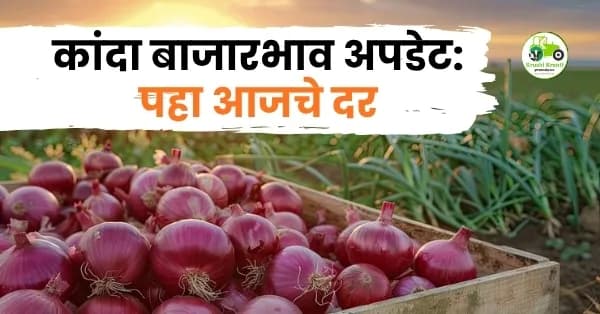 कांदा बाजारभाव अपडेट: पहा आजचे दर
