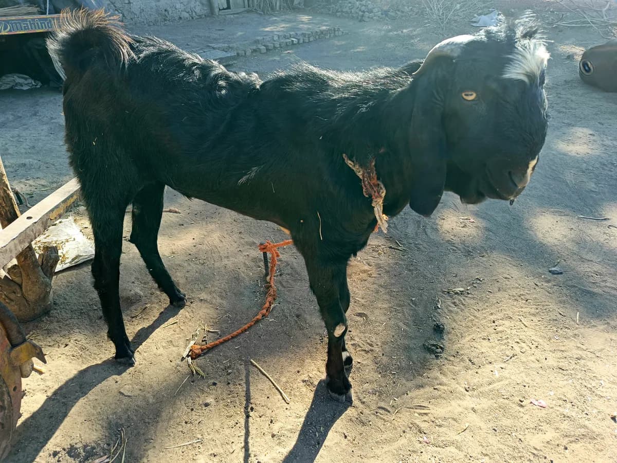 तोतापुरी बोकड विक्री आहे