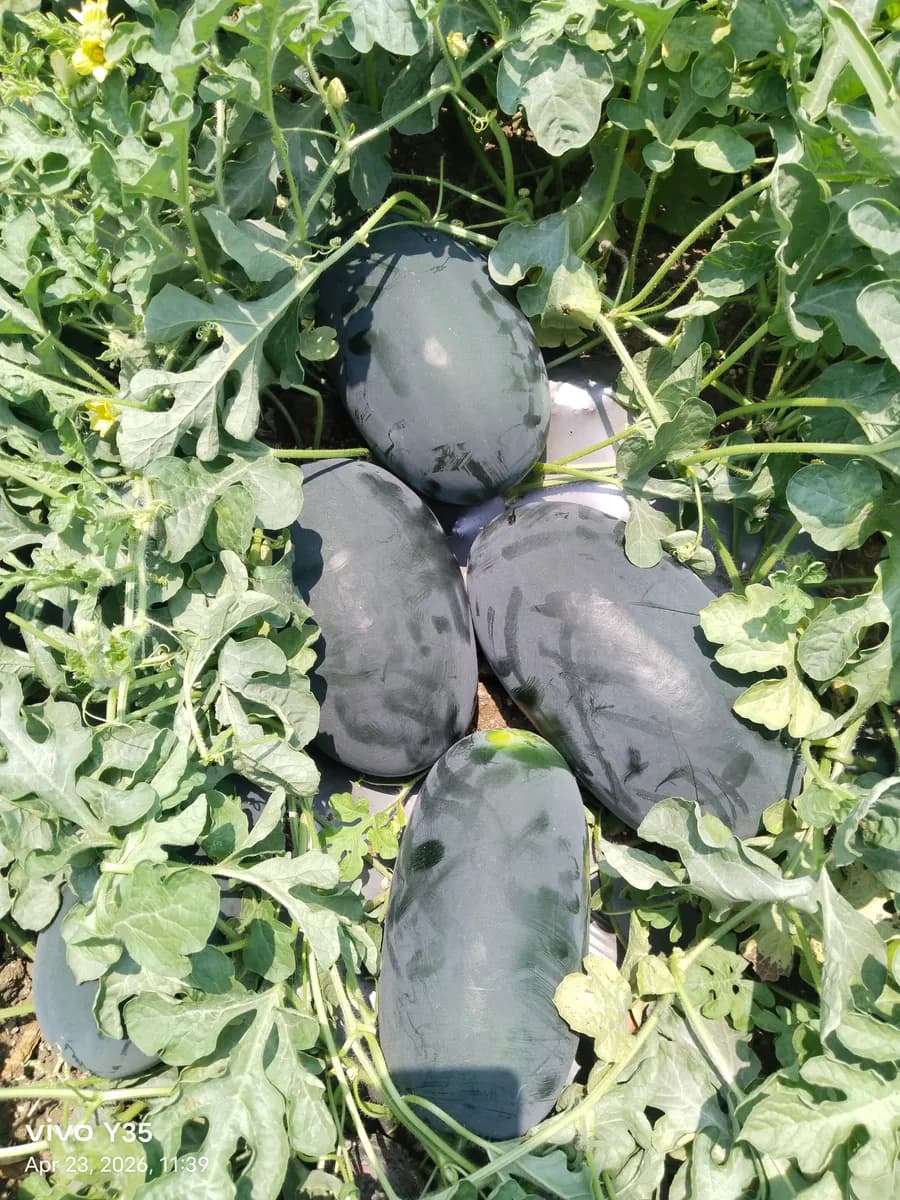 ताजे टरबूज विक्रीसाठी उपलब्ध