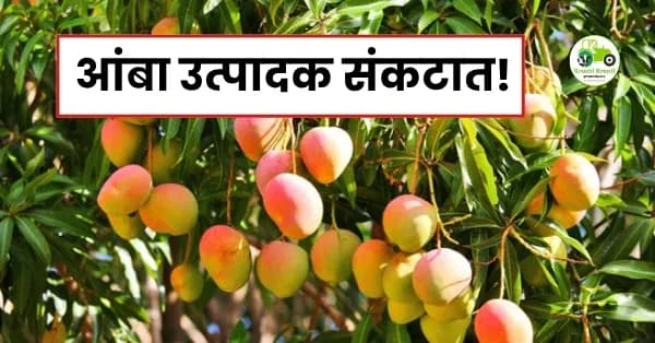 आंबा उत्पादक संकटात! उत्पादन कमी असूनही दर गडगडले