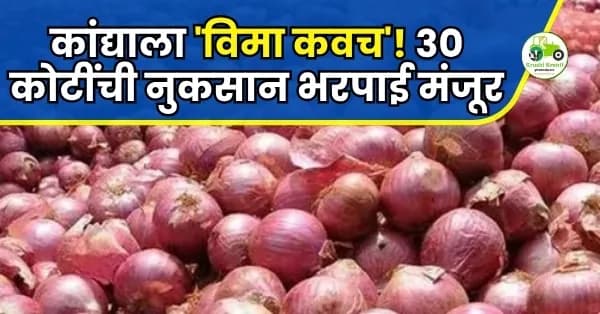 कांद्याला 'विमा कवच'! ३० कोटींची नुकसानभरपाई मंजूर; मात्र सोयाबीन उत्पादकांच्या पदरी निराशा