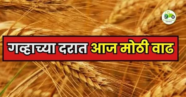 आजचे गहू बाजारभाव: पहा कोणत्या बाजार समितीत गव्हाला मिळाला किती भाव?