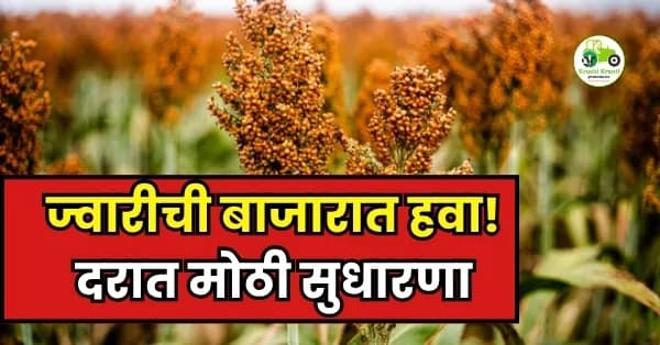 ज्वारी बाजारभाव अपडेट:पहा आजचे दर
