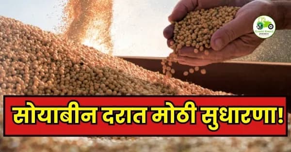 महाराष्ट्र सोयाबीन दर १ मे २०२६: राज्यातील प्रमुख बाजार समित्यांचे अधिकृत भाव; पहा कुठे मिळाला सर्वाधिक दर.