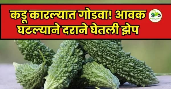 कारली बाजारभाव अपडेट: उन्हाळ्यात मागणी वाढली!