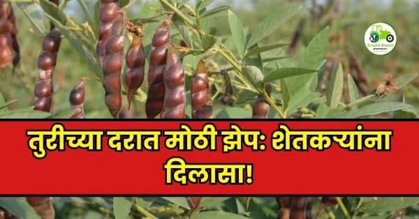 तुरीच्या दरात मोठी झेप; आवक आणि मागणी वाढल्याने शेतकऱ्यांना दिलासा!