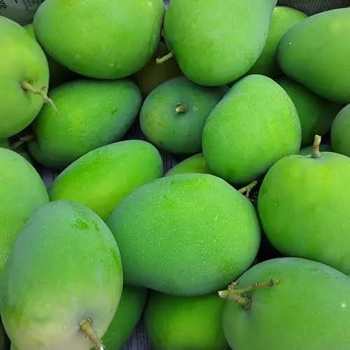 लोणच्यासाठी खास गावरान आंब्याची कैरी विक्रीस उपलब्ध