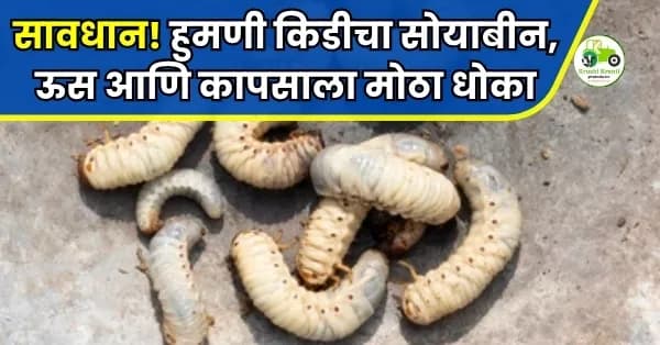 सावधान! हुमणी किडीचा सोयाबीन, ऊस आणि कापसाला मोठा धोका