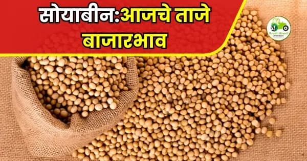 सोयाबीन:आजचे ताजे बाजारभाव