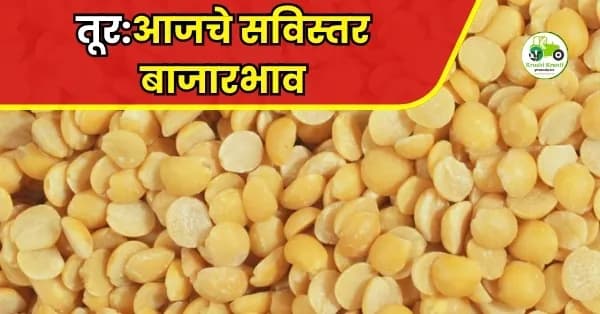 तूर:आजचे सविस्तर बाजारभाव